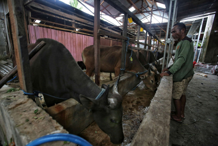 PENJUAL SAPI KURBAN DI PALANGKA RAYA