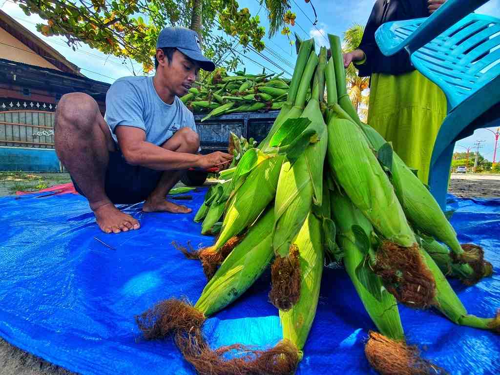 JUAL JAGUNG