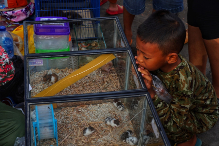 MELIHAT HAMSTER