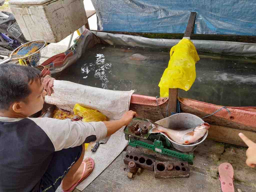 PENJUAL IKAN PATIN
