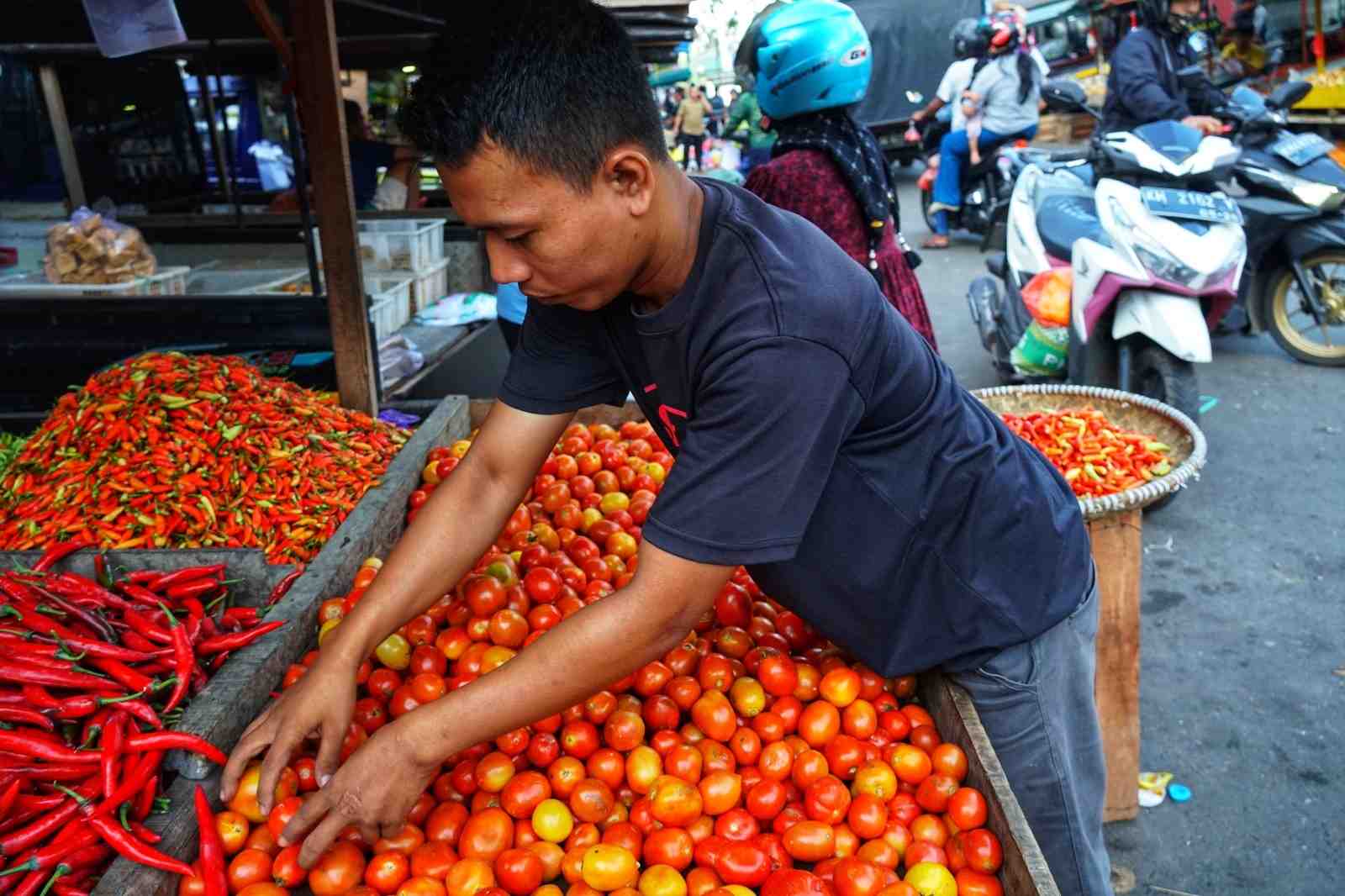 HARGA TOMAT TURUN
