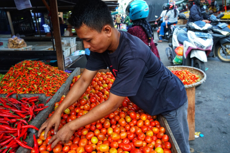 HARGA TOMAT TURUN