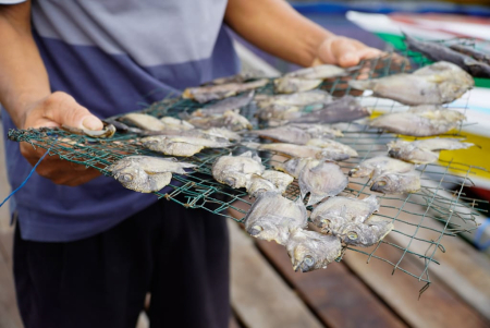 MENUNJUKKAN IKAN SEPAT KERING