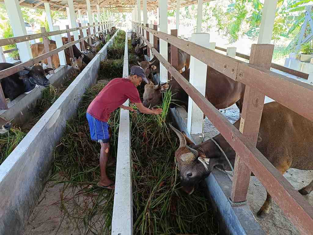 BERI MAKAN SAPI KURBAN 