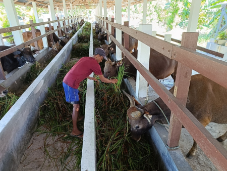 BERI MAKAN SAPI KURBAN 