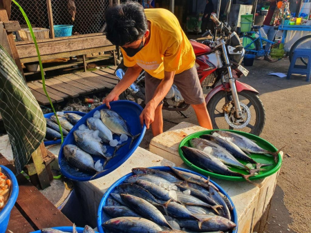 MENJUAL IKAN TONGKOL