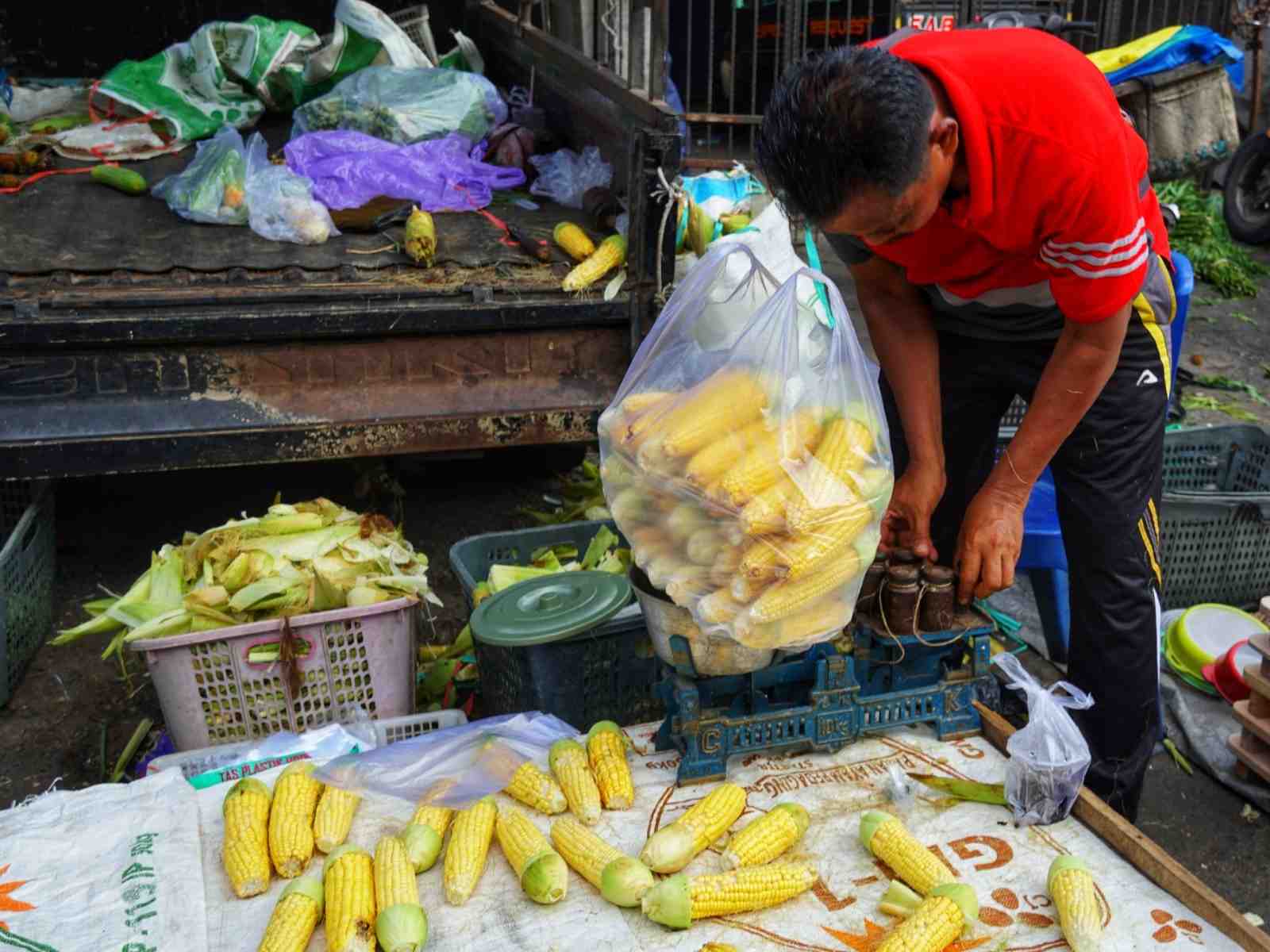 MENIMBANG JAGUNG