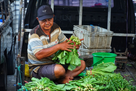 MENGIKAT SAWI HIJAU