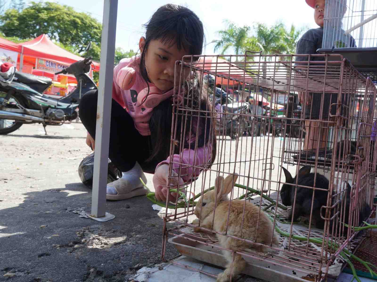 MEMBERI MAKAN KELINCI ANGGORA