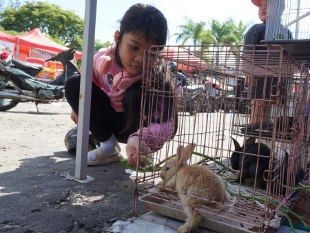 MEMBERI MAKAN KELINCI ANGGORA