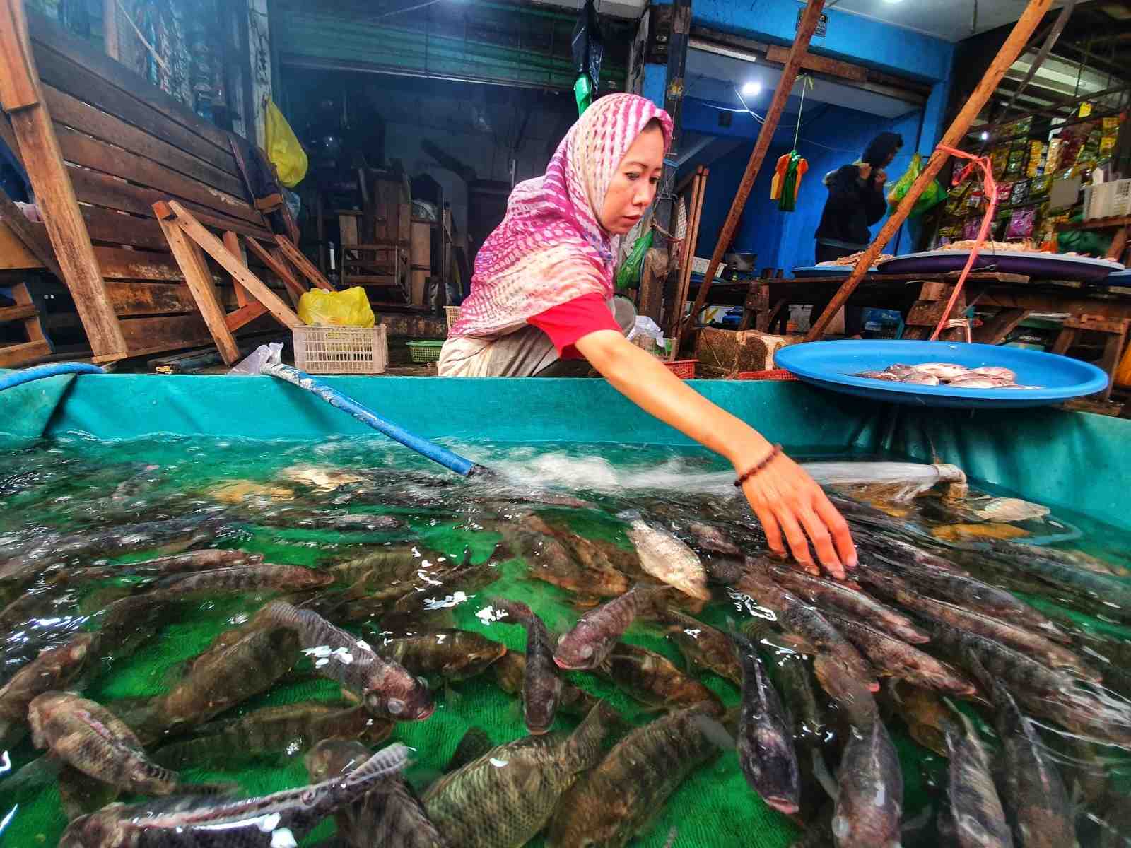 PENJUAL IKAN NILA
