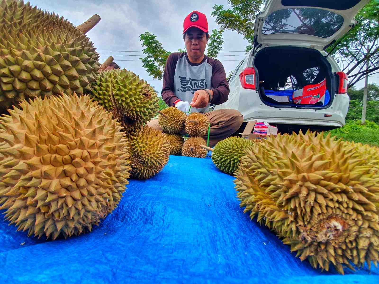 PEDAGANG DURIAN