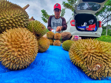 PEDAGANG DURIAN