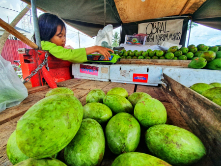 JUAL MANGGA HARUM MANIS