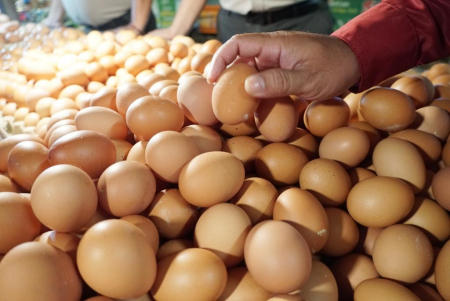 MEMILIH TELUR AYAM RAS