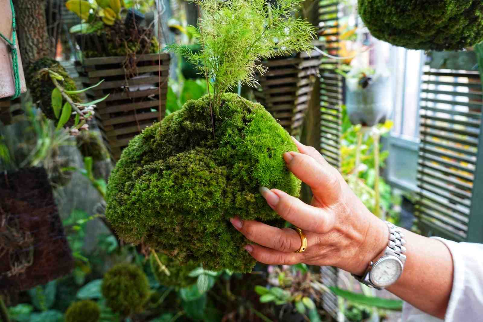 TANAMAN HIAS KOKEDAMA