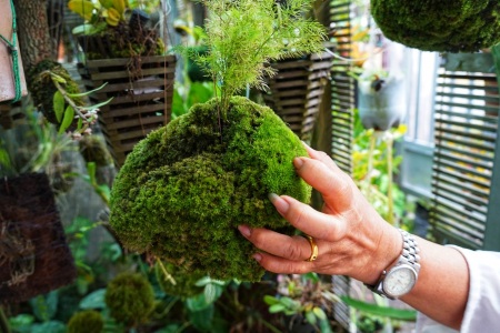 TANAMAN HIAS KOKEDAMA