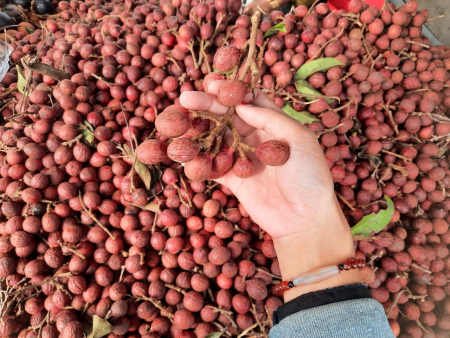 BUAH KETIAU