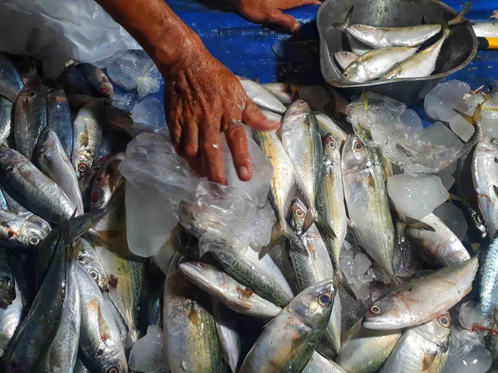 PENJUAL IKAN PEDA