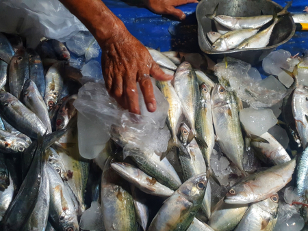 PENJUAL IKAN PEDA