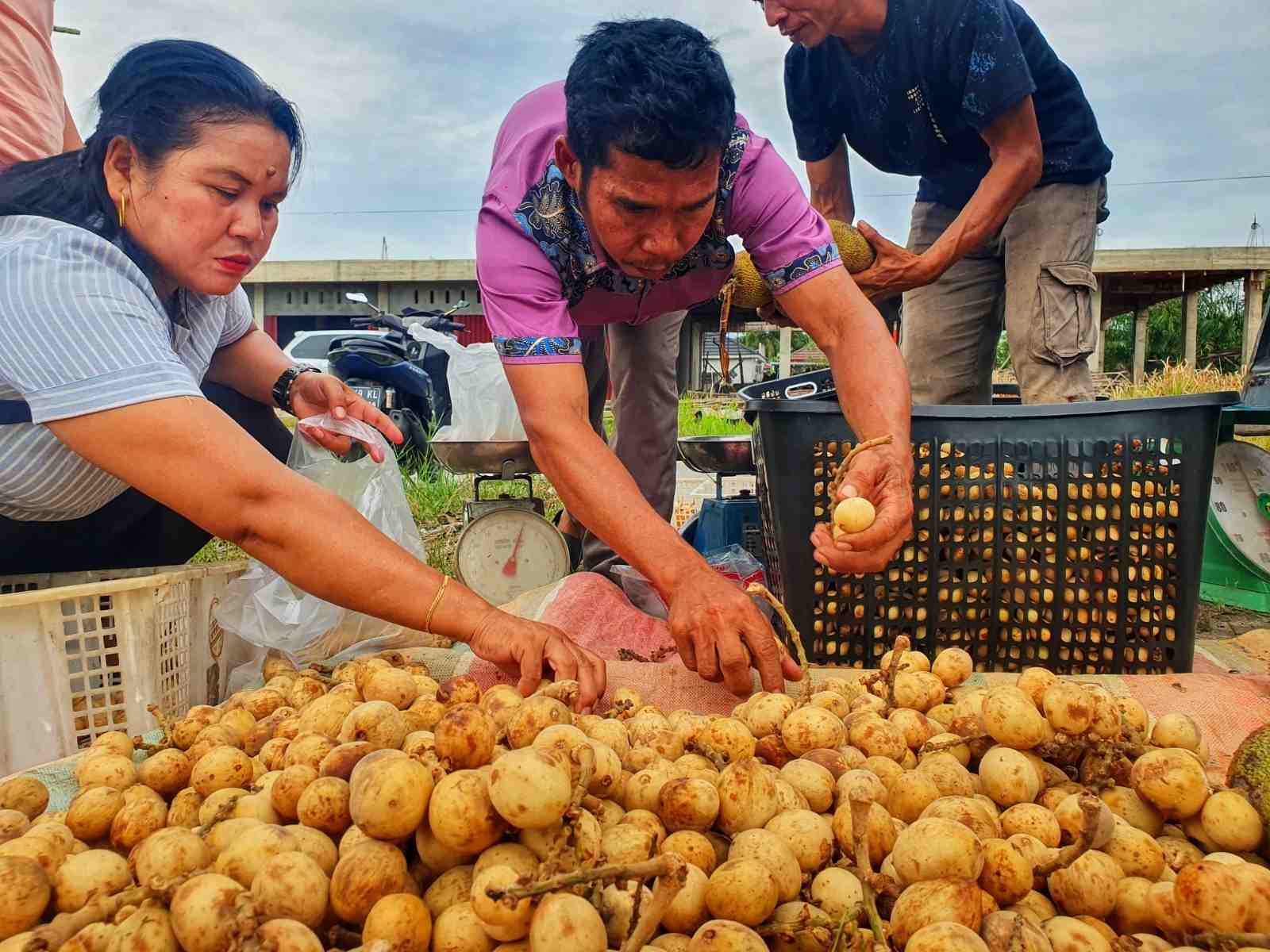 BUAH LANGSAT TANJUNG
