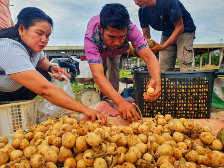 BUAH LANGSAT TANJUNG