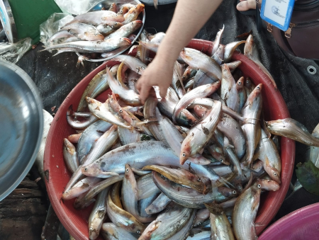 MEMILIH IKAN LAIS