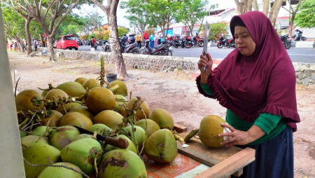 BELAH KELAPA MUDA