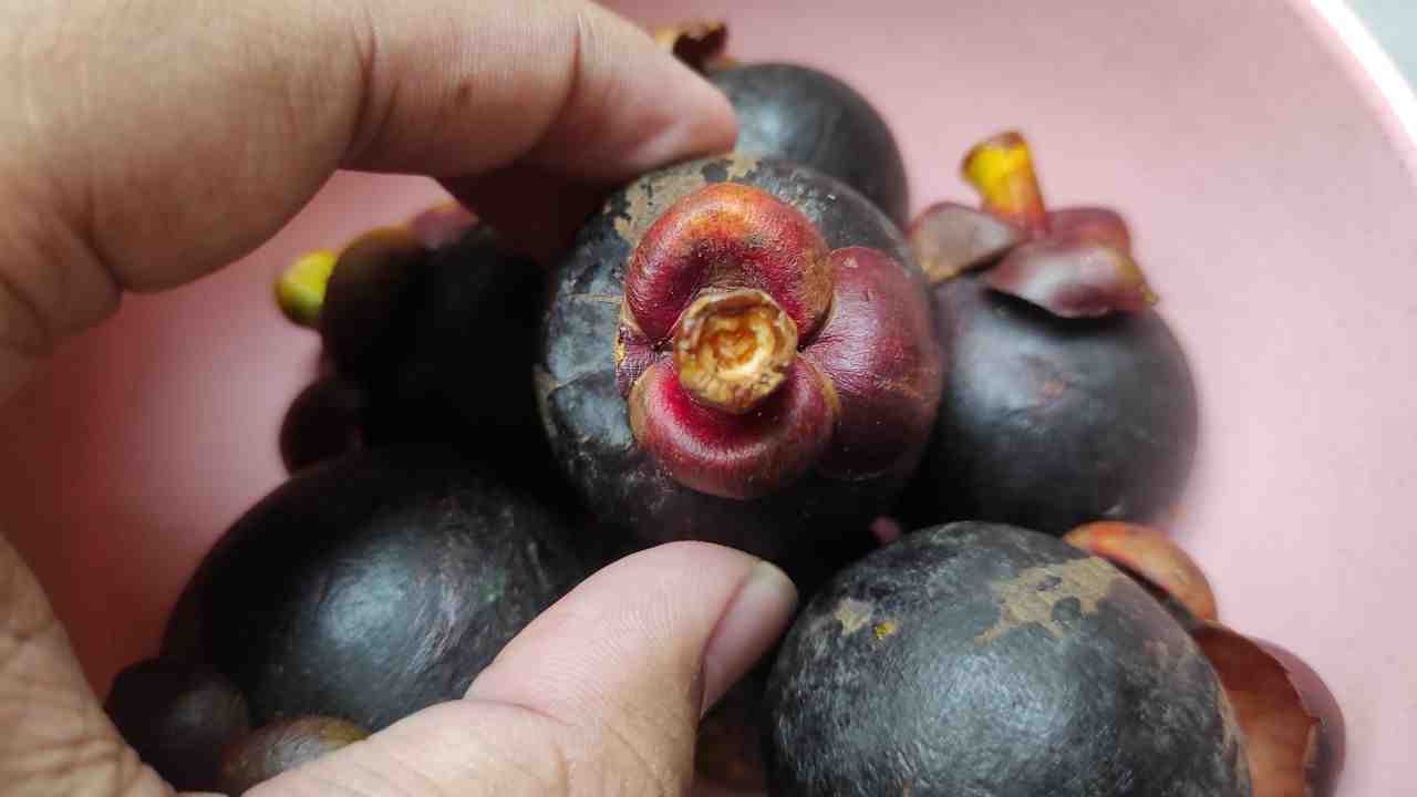 BUAH MANGGIS