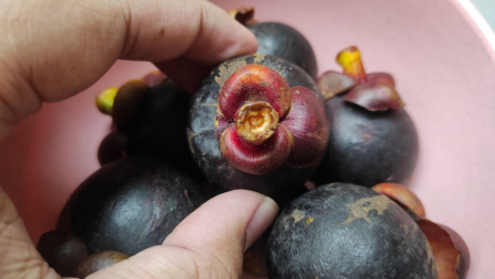 BUAH MANGGIS