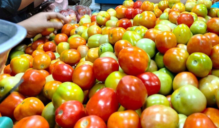 HARGA TOMAT NAIK