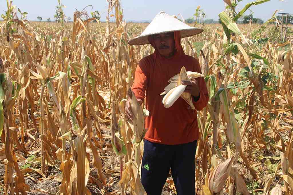 PANEN JAGUNG di BLORA