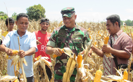 PANEN PERDANA JAGUNG R7 RED