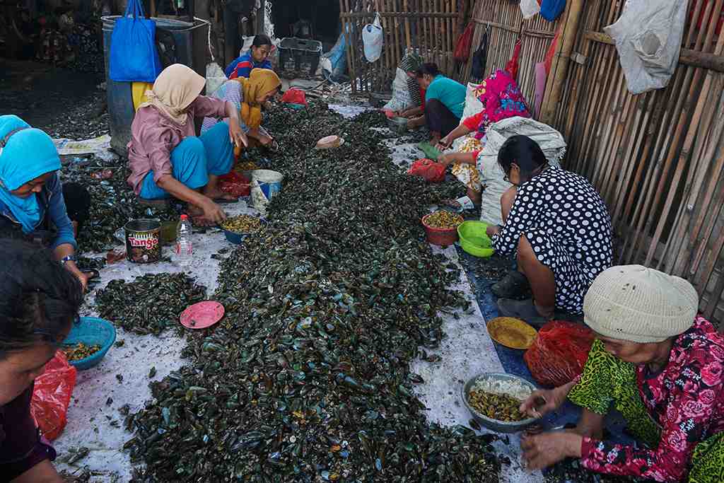 PRODUKSI KERANG HIJAU DI JAKARTA