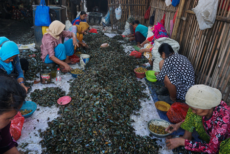 PRODUKSI KERANG HIJAU DI JAKARTA