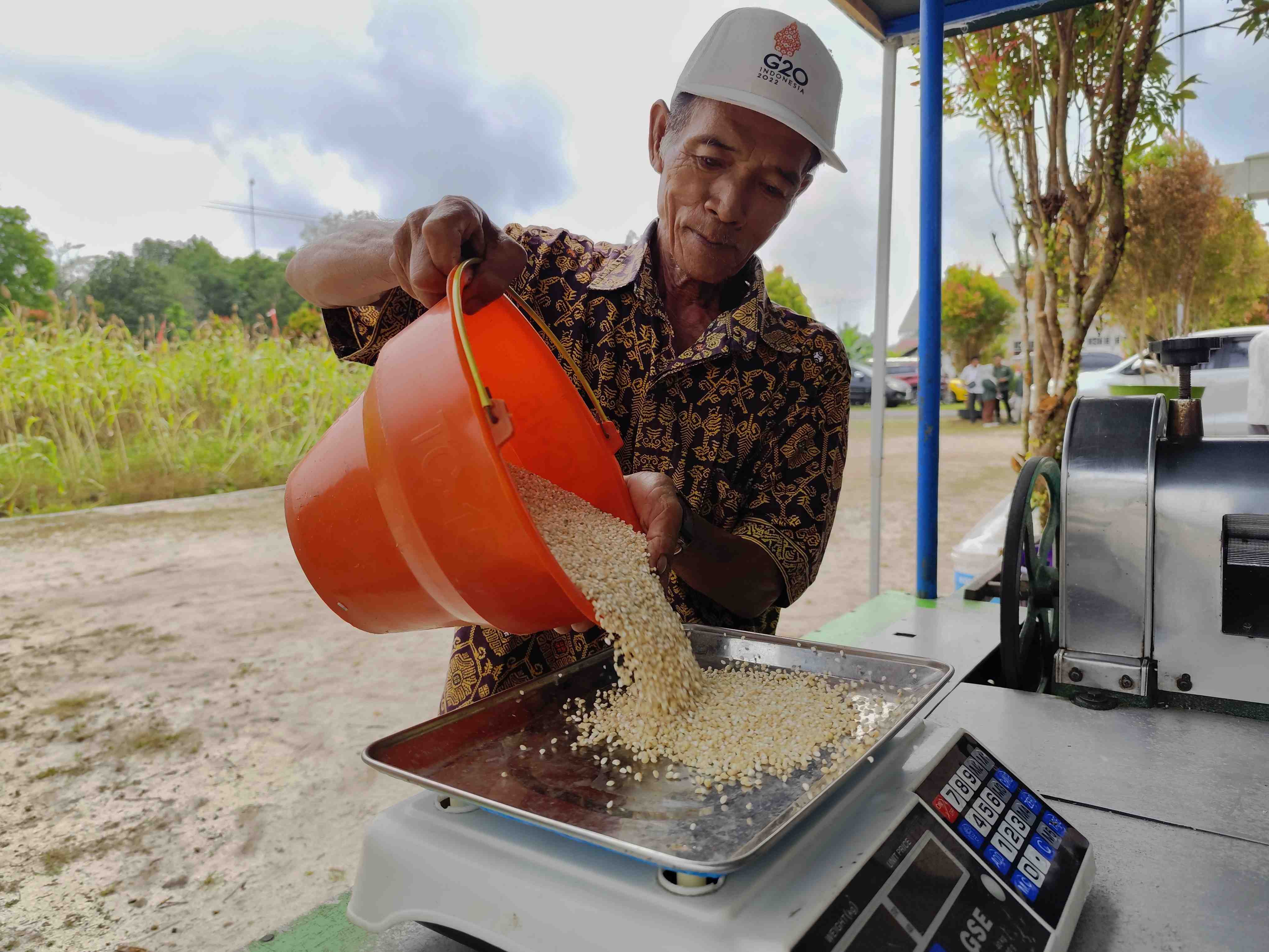 TIMBANG BIJI SORGUM