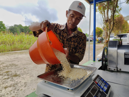 TIMBANG BIJI SORGUM