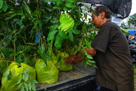 SUSUN BIBIT TANAMAN