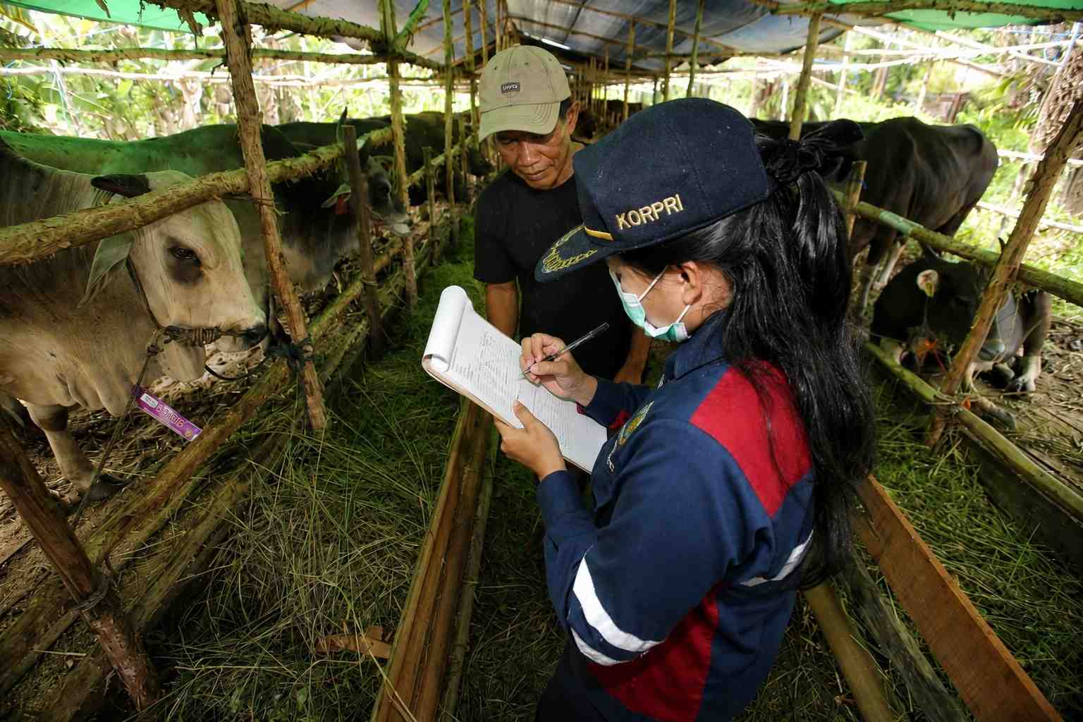 PENDATAAN DAN PENGAWASAN HEWAN KURBAN
