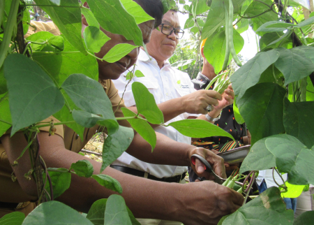 PANEN PERDANA TENAMAN HORTIKULTURA					