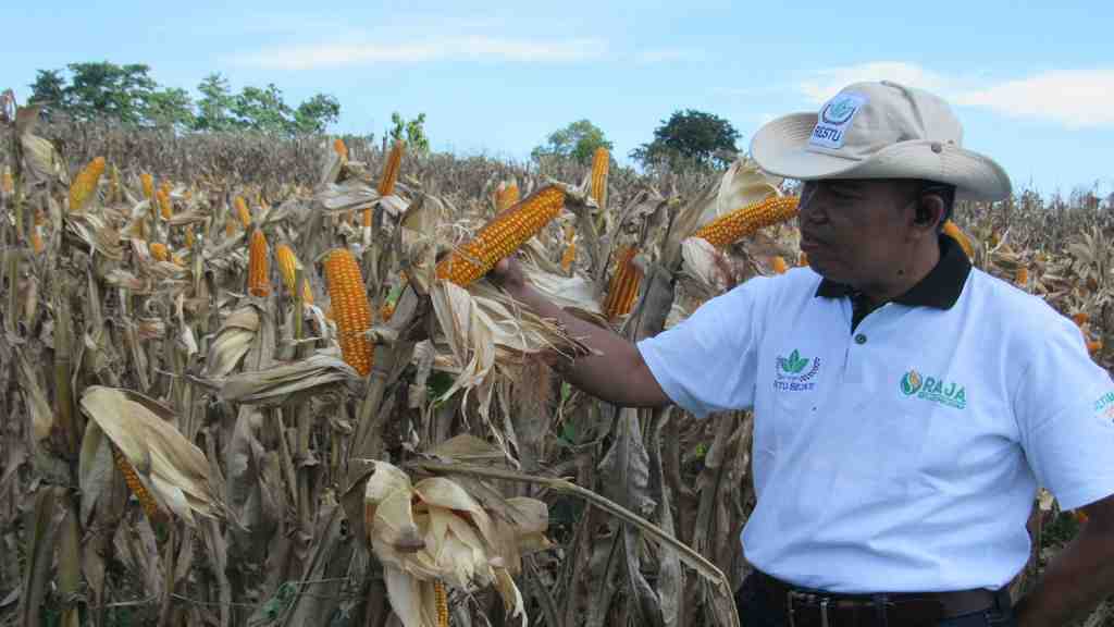 PERIKSA KONDISI JAGUNG R7