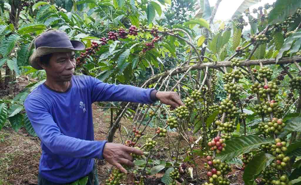 HARGA KOPI di BATANG NAIK