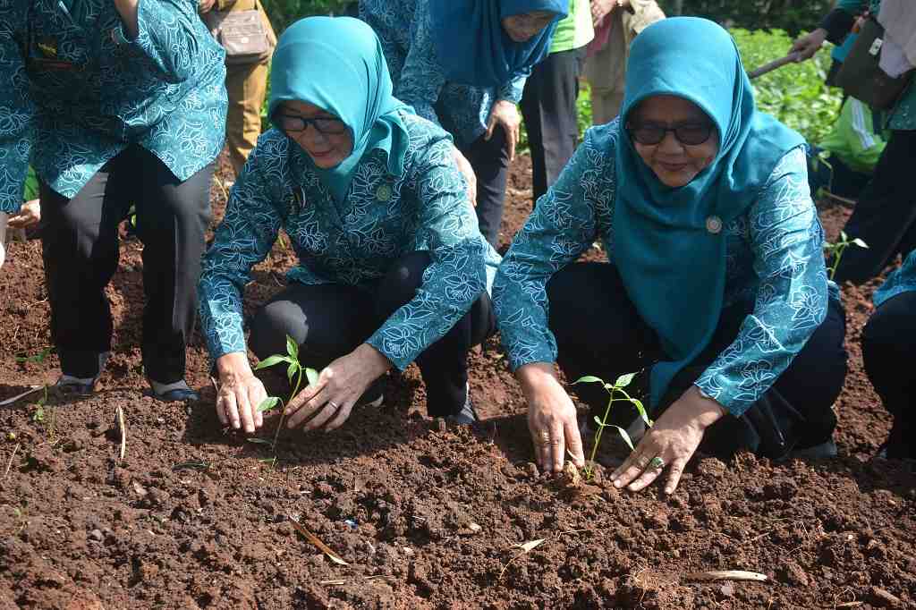 TANAM BIBIT CABAI