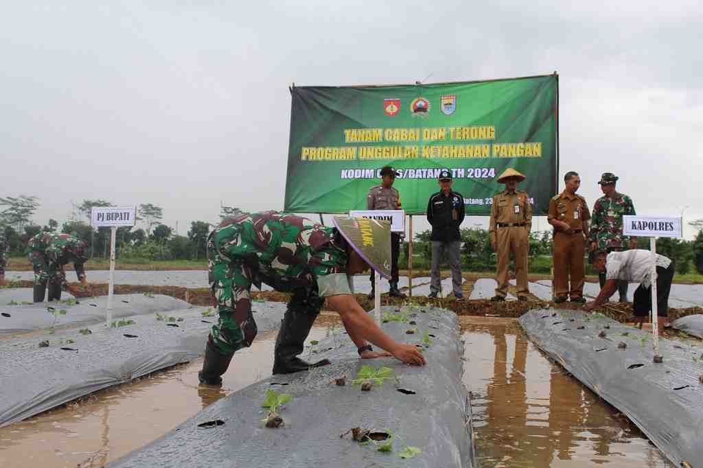 TANAM BIBIT CABAI