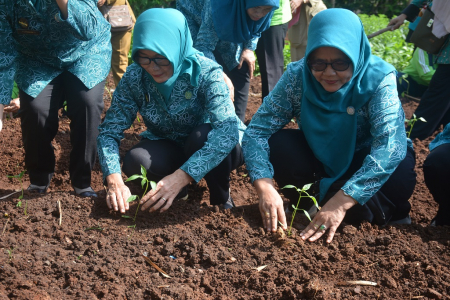 TANAM BIBIT CABAI