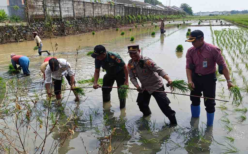 TANAM PADI