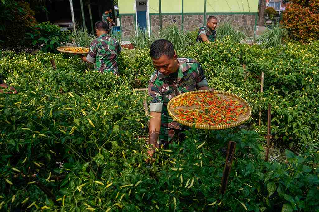 ANGGOTA TNI PANEN CABAI RAWIT