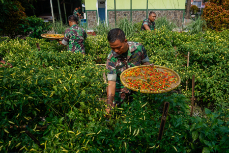 ANGGOTA TNI PANEN CABAI RAWIT
