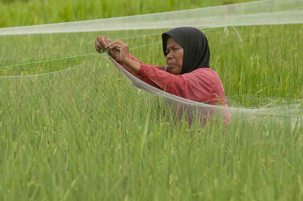 PETANI PASANG JARING GUNA HALAU HAMA PIPIT
