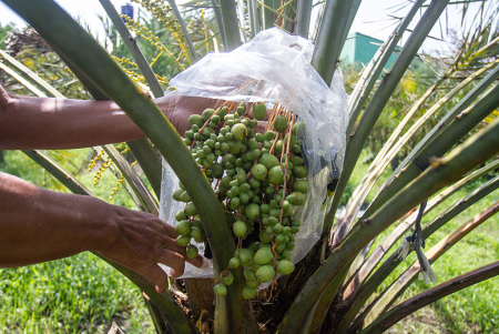 BUDI DAYA BIBIT POHON KURMA